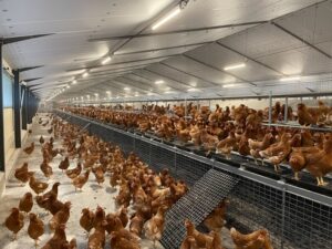 Agriculture Emploi Volaille Interim Loiret